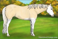 Horse Color:Palomino Roan Splash 