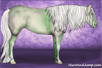 Horse Color:Cremello 