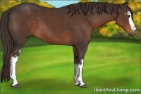 Horse Color:White Spotted Liver Chestnut 