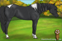 Horse Color:Black Tobiano Rabicano 