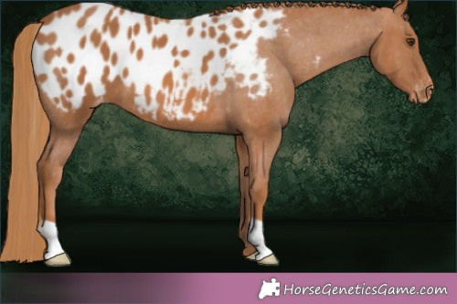 Horse Color:Chestnut Blanket 