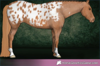 Horse Color:Chestnut Blanket 