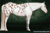 Horse Color:Chestnut Appaloosa