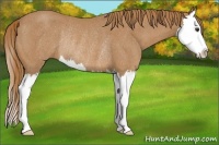 Horse Color:Red Roan Splash Rabicano 