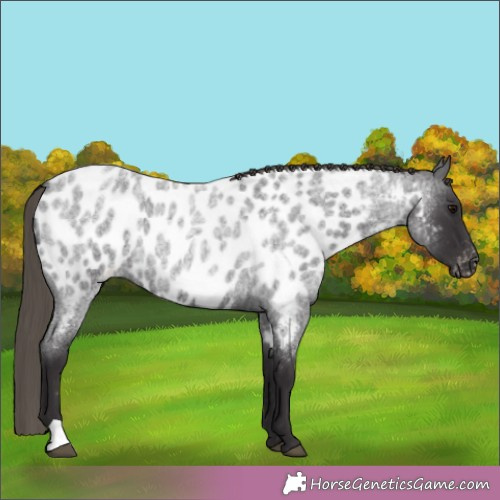 Horse Color:Smoky Blue Roan Blanket 