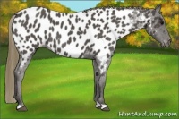 Horse Color:Smoky Blue Roan Appaloosa 