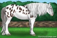 Horse Color:Brown Splash Appaloosa 