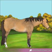 Horse Color:Buckskin 