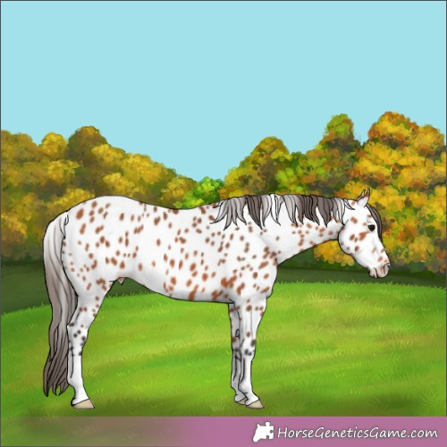 Horse Color:Bay Leopard 