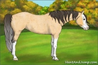 Horse Color:Buckskin Roan Splash 