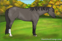 Horse Color:Smoky Grullo 