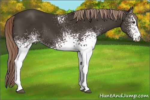 Horse Color: White Spotted Liver Chestnut 