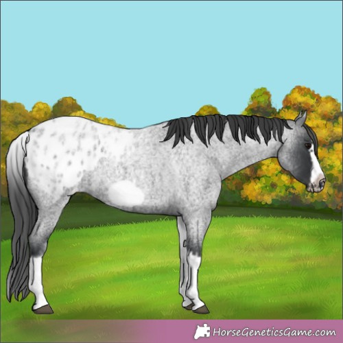 Horse Color:White Spotted Blue Roan Splash Frame Blanket 