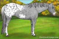 Horse Color:White Spotted Blue Roan Splash Frame Appaloosa 