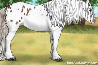 Horse Color:Liver Chestnut Tobiano Appaloosa 