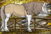 Horse Color:Chocolate Palomino Dun Splash