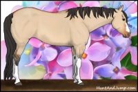 Horse Color:Bay Dun 