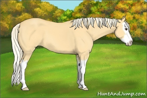 Horse Color:Palomino Dun Sabino Splash 