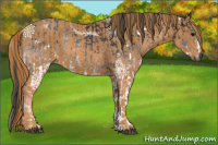 Horse Color:Gray White Spotted Black  Brindle