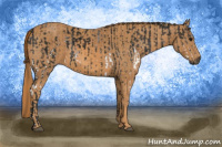 Horse Color:Gray White Spotted Black  Brindle