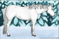 Horse Color:Gray White Spotted Black  Brindle