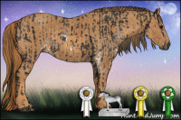 Horse Color:Gray White Spotted Black  Brindle