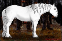 Horse Color:Gray White Spotted Black  Brindle