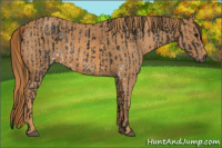Horse Color:Gray White Spotted Black  Brindle