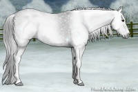 Horse Color:Gray White Spotted Black  Brindle