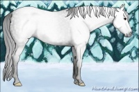 Horse Color:Gray White Spotted Black Brindle