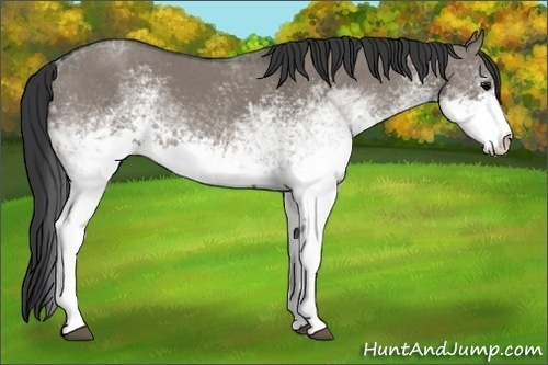 Horse Color: White Spotted Grullo 