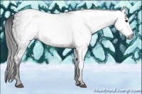 Horse Color:Gray White Spotted Black  Brindle