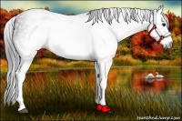 Horse Color:Gray White Spotted Black  Brindle