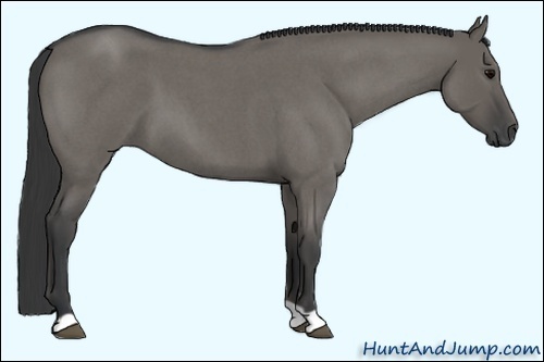 Horse Color: Grullo Roan 