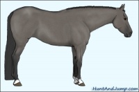 Horse Color:Grullo Roan 