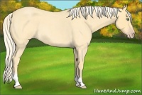 Horse Color:Gold Cream Champagne Roan 