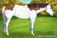 Horse Color:Bay Splash 