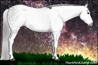 Horse Color:Gray White Spotted Black  Brindle