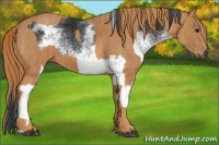 Horse Color:Gray White Spotted Black  Brindle