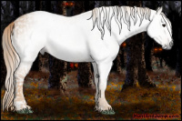 Horse Color:Gray White Spotted Black  Brindle