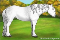 Horse Color:Gray White Spotted Black  Brindle