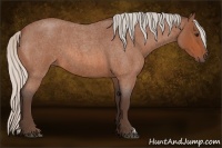 Horse Color:Silver Bay Roan 