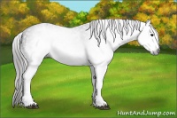 Horse Color:Gray White Spotted Black  Brindle