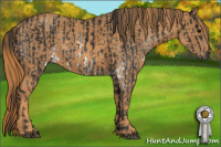Horse Color:Gray White Spotted Black  Brindle