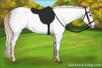 Horse Color:Gray White Spotted Black  Brindle