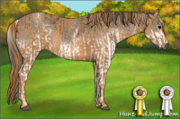 Horse Color:Gray White Spotted Grullo  Brindle