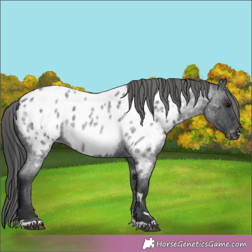 Horse Color:Blue Roan Near Leopard 