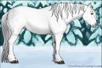 Horse Color:Gray White Spotted Black  Brindle