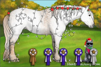 Horse Color:Gray White Spotted Black  Brindle