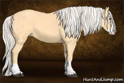 Horse Color: Palomino Splash 